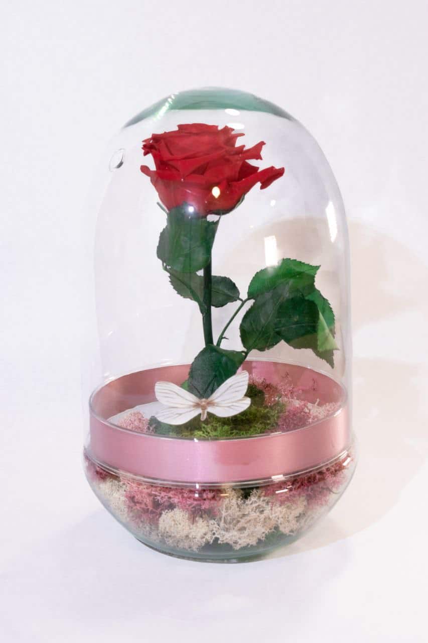 Cúpula de rosa individual_